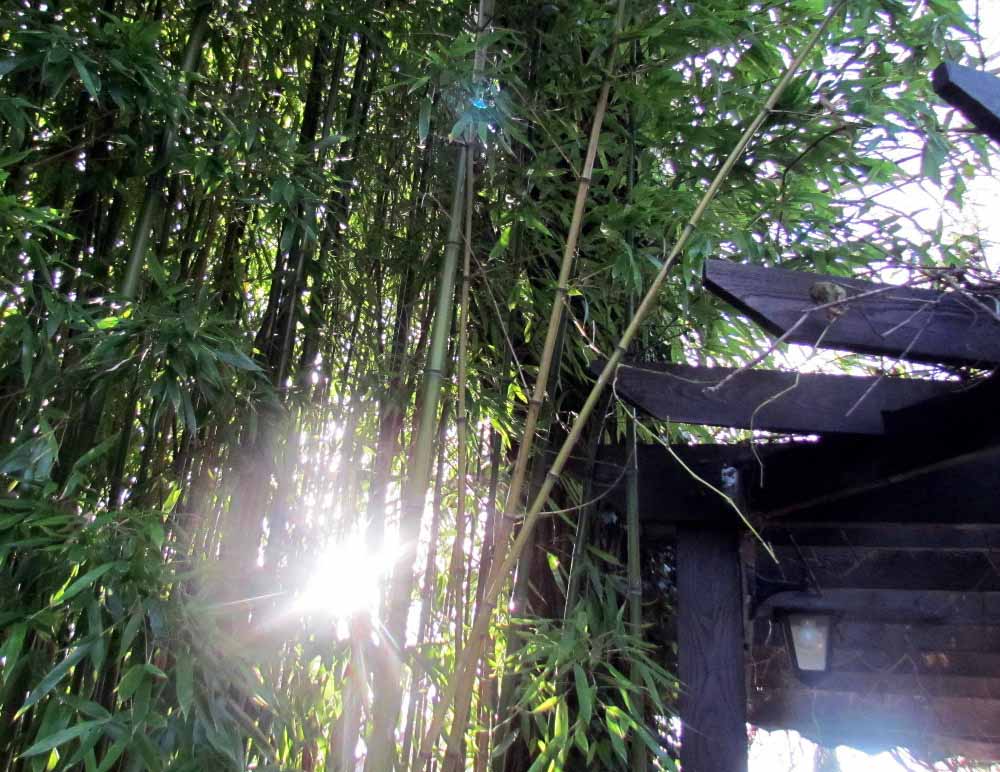 Bambous1