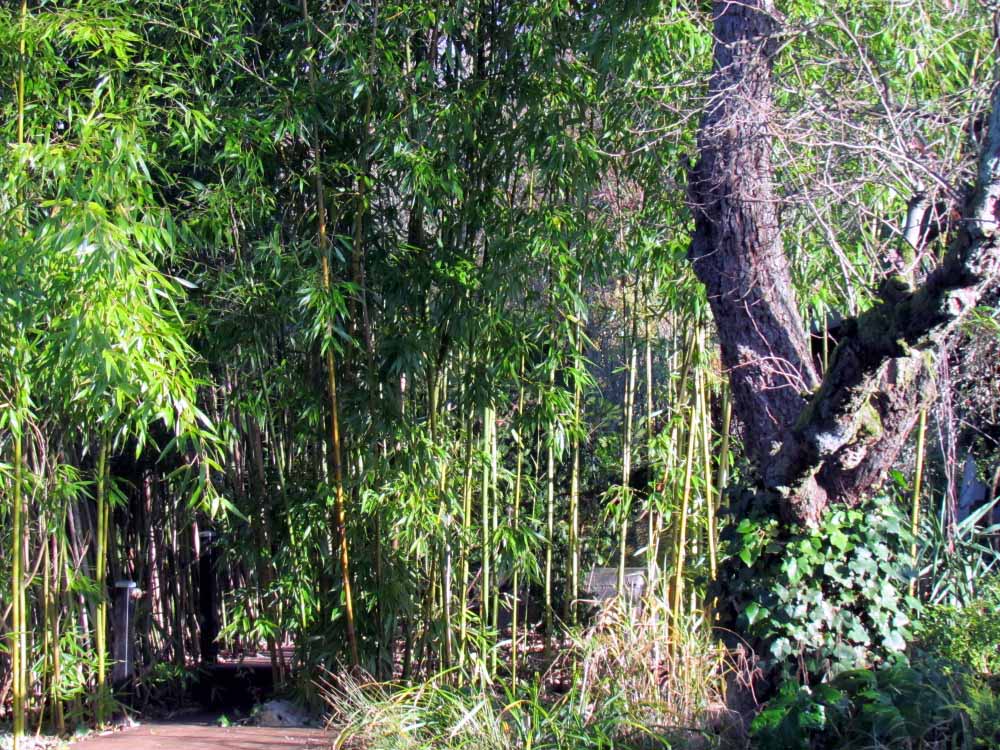 arrachage-bambous2